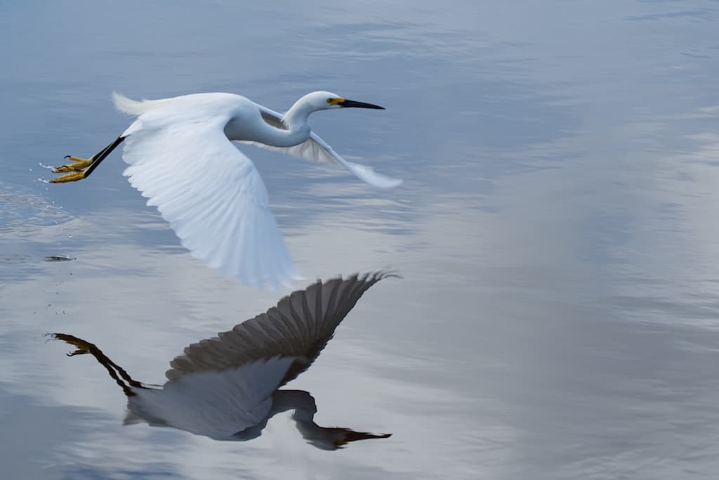 bird in flight over water with reflection