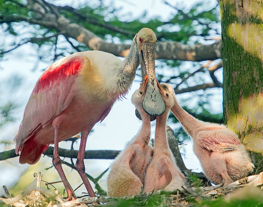 Spoonbill chicks feeding-1 (1)