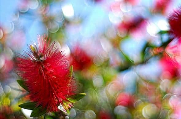 bottlebrush.opt_