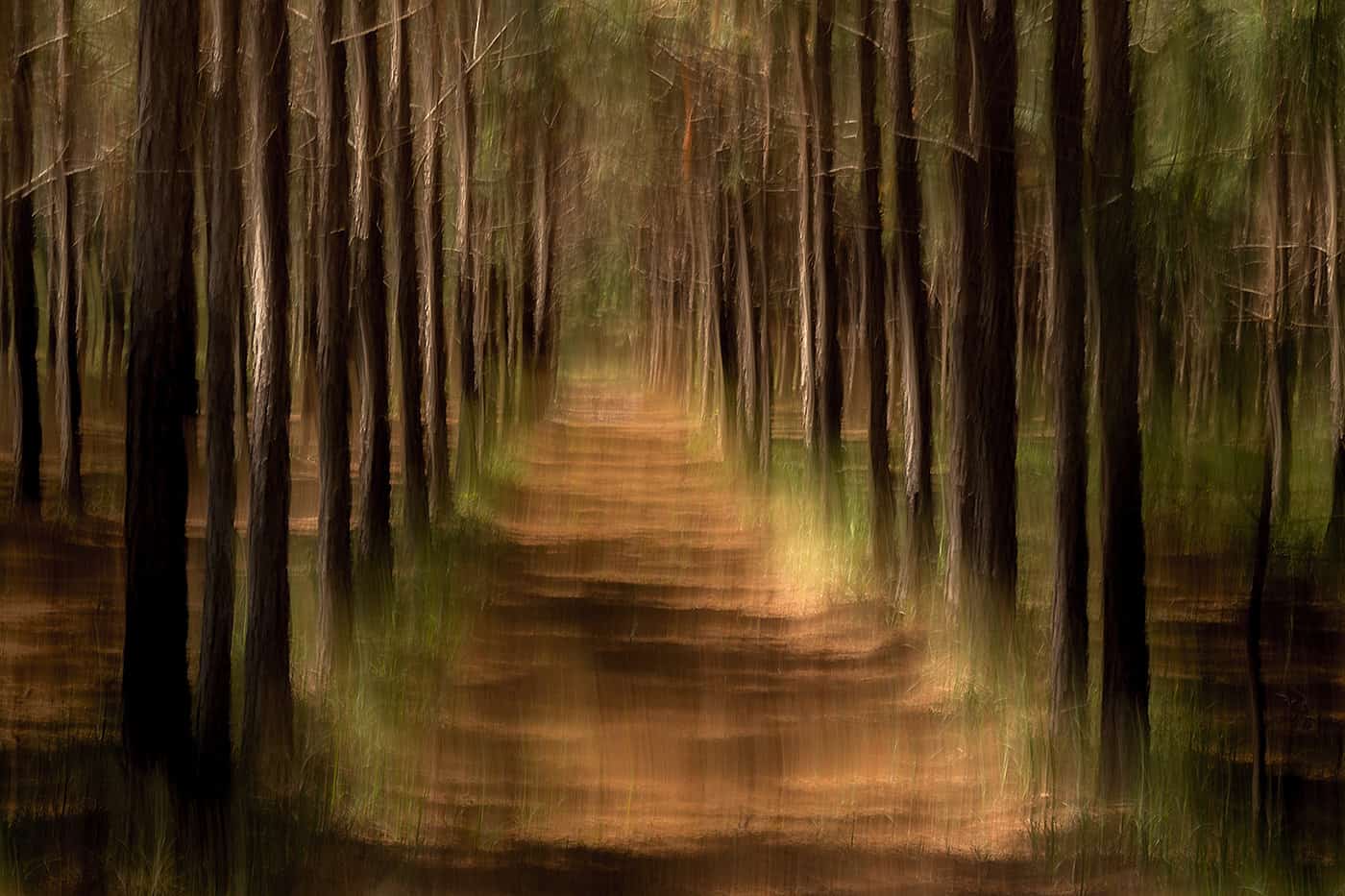 Forest in Motion