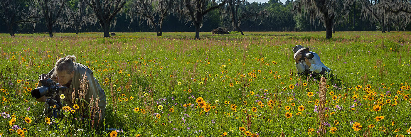 Hampton Wildflower Field Shooters