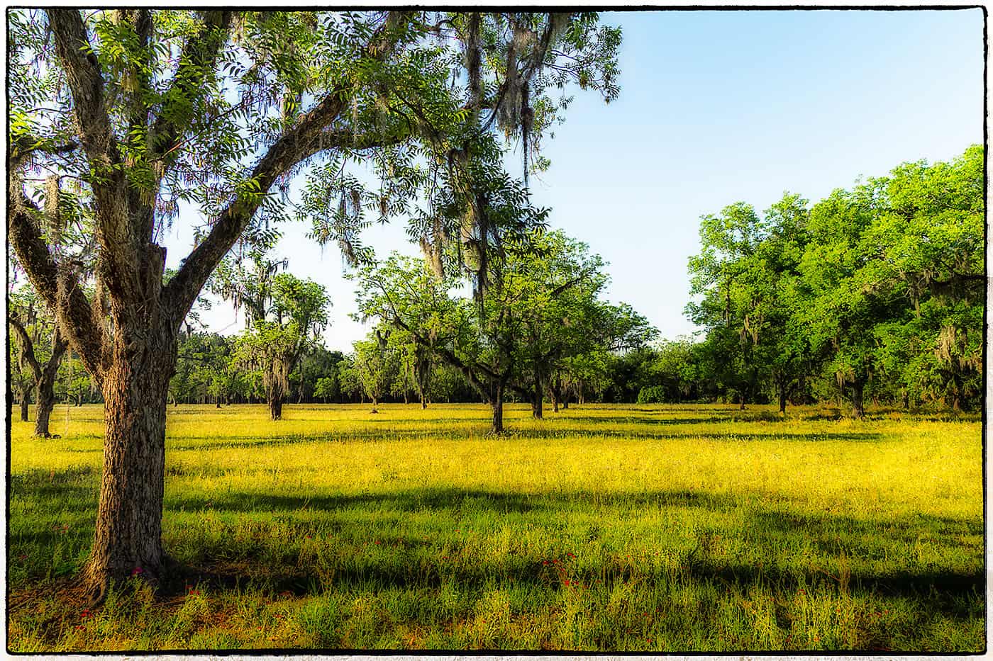 Hawthorne Field of Flowers