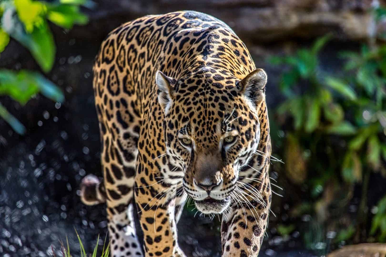 Zoo20160403_Leopard_2_JimGutru