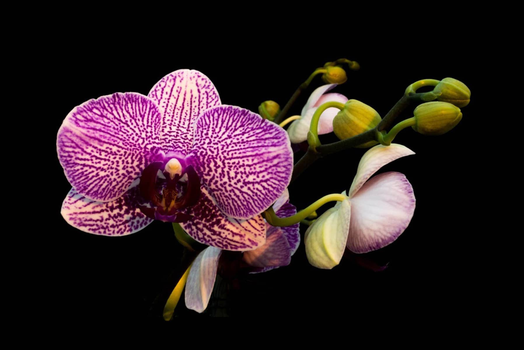 Orchid Purple with Buds (1 of 1)