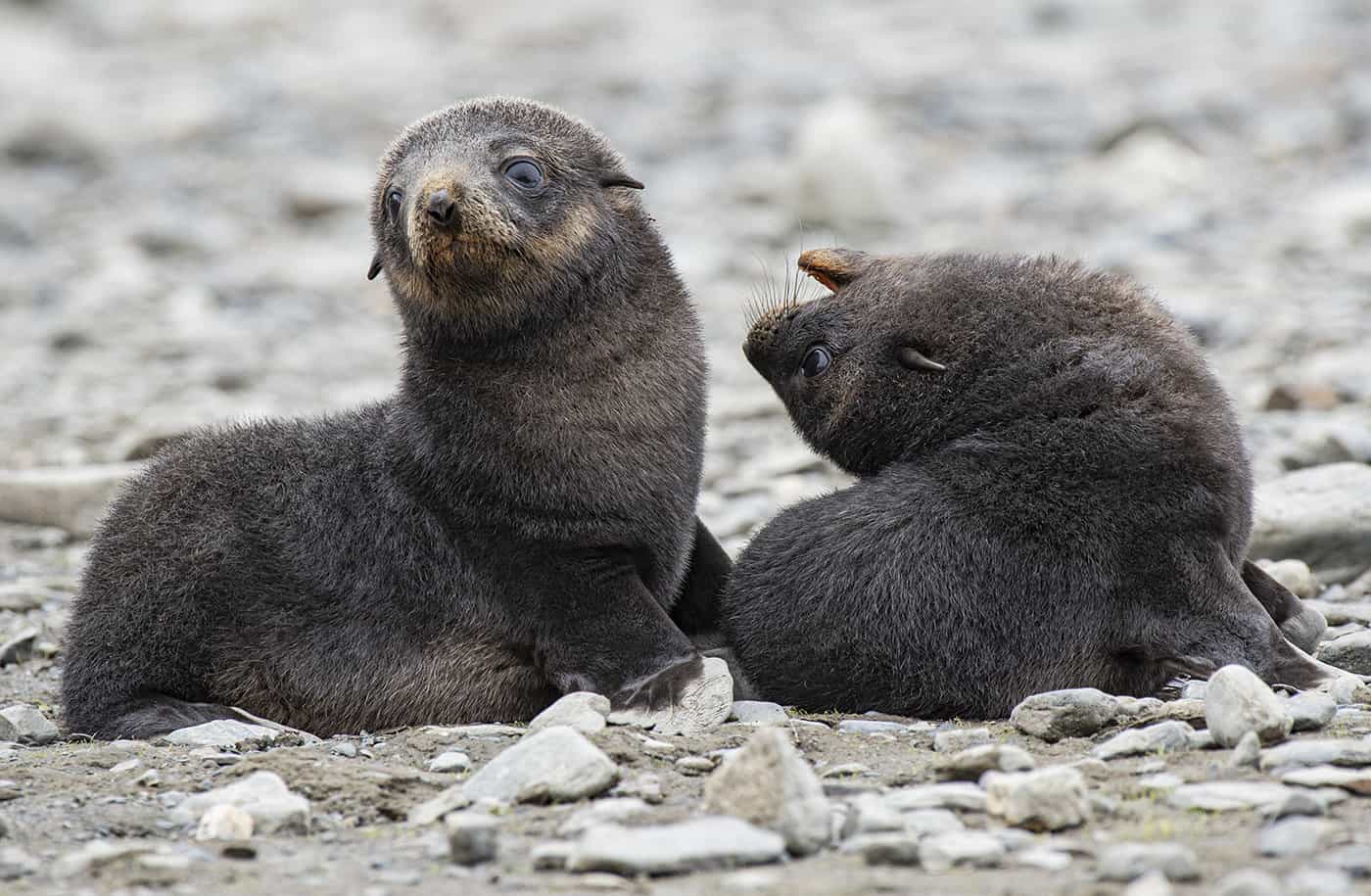 Baby Fur Seals Playing