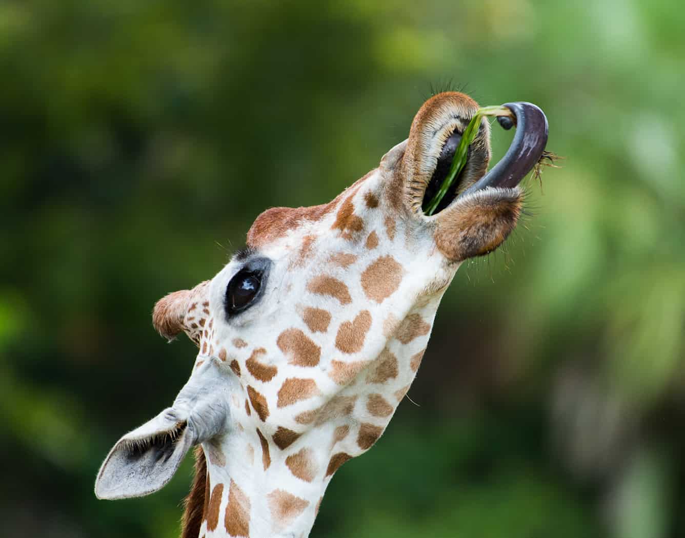 Behold the Prehensile Tongue