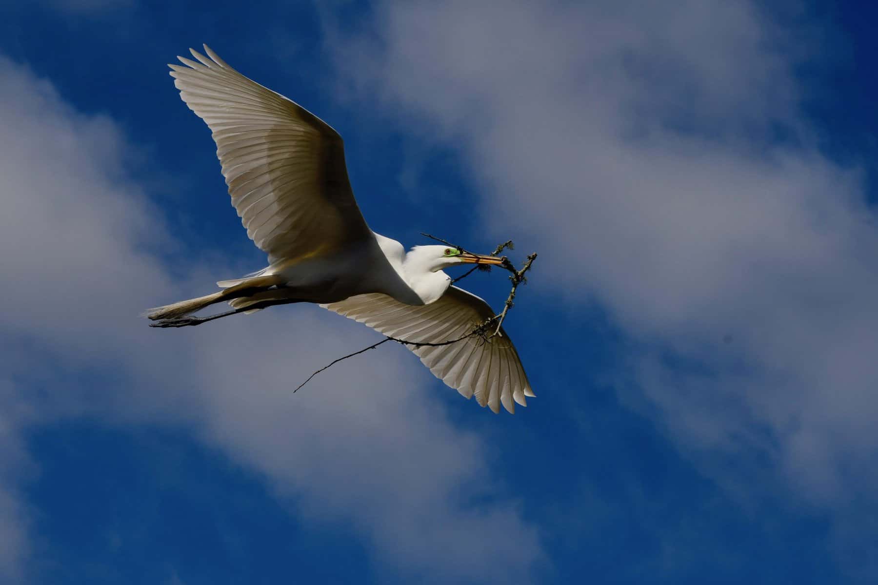 Building His Nest big