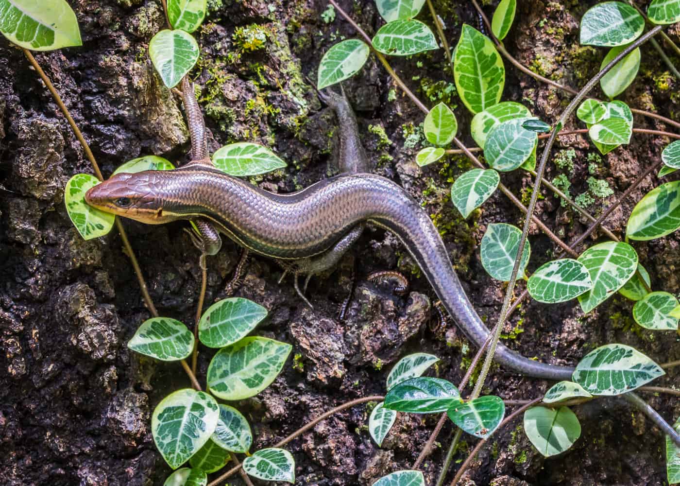 Plestiodon sp. _Five Line Skink