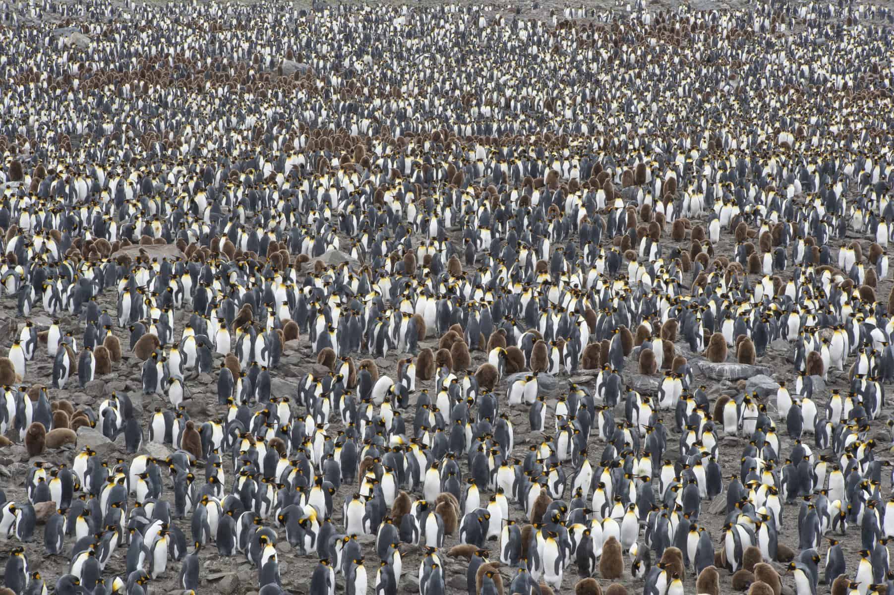 ST. Andrews PEnguin Colony big