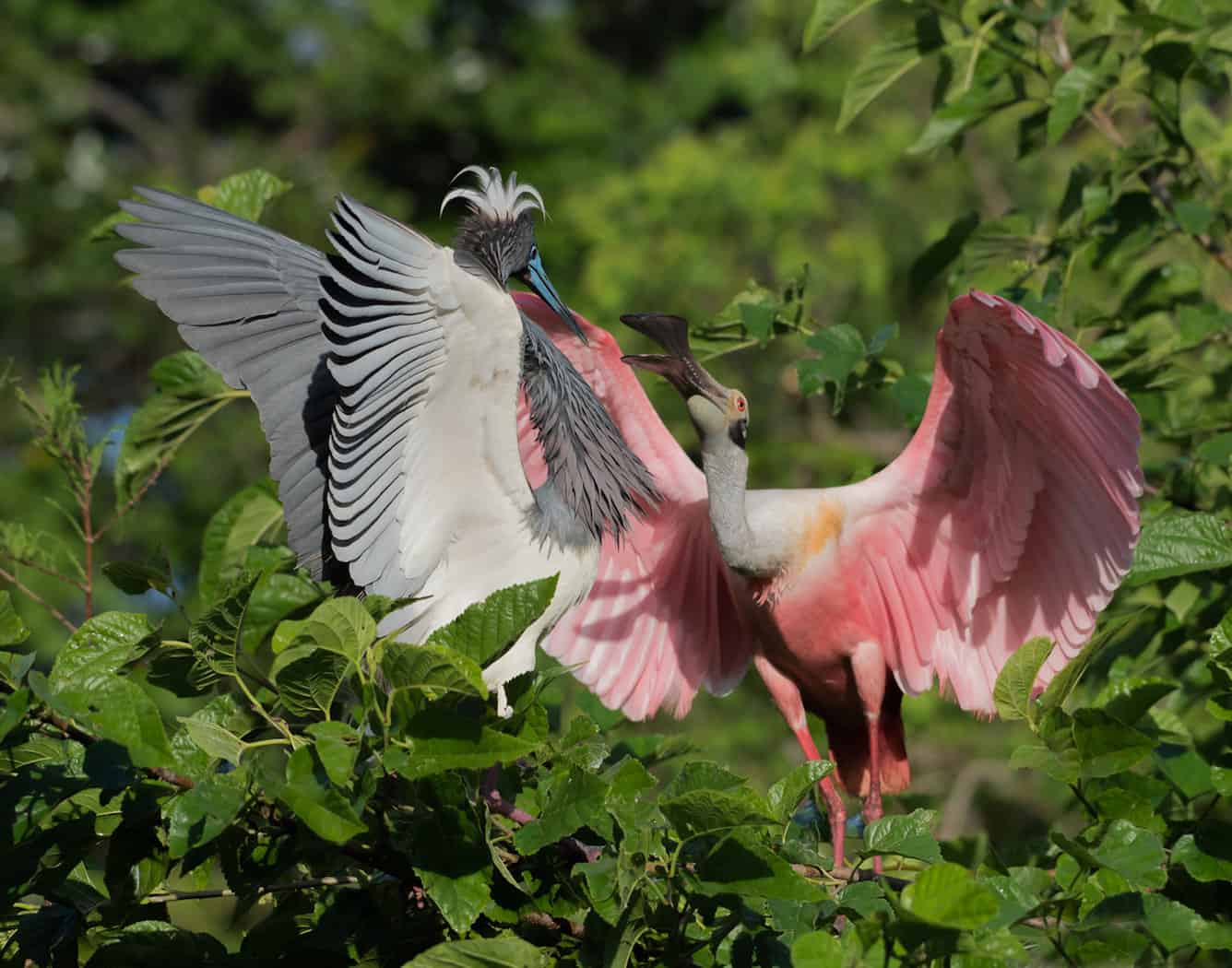 Spoony Tricolor Squabble