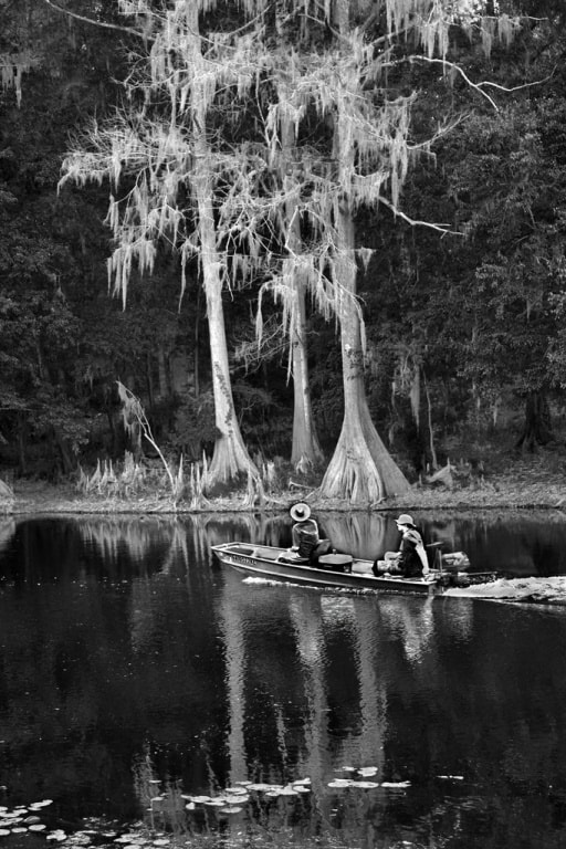 Darrel Joseph, "Tall Cypress"