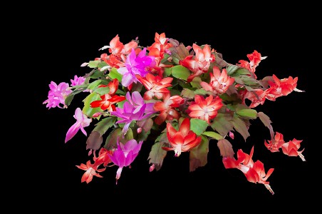 Bloomin' Christmas Cactus-_FL98893-96 Merry Christmas Cactus