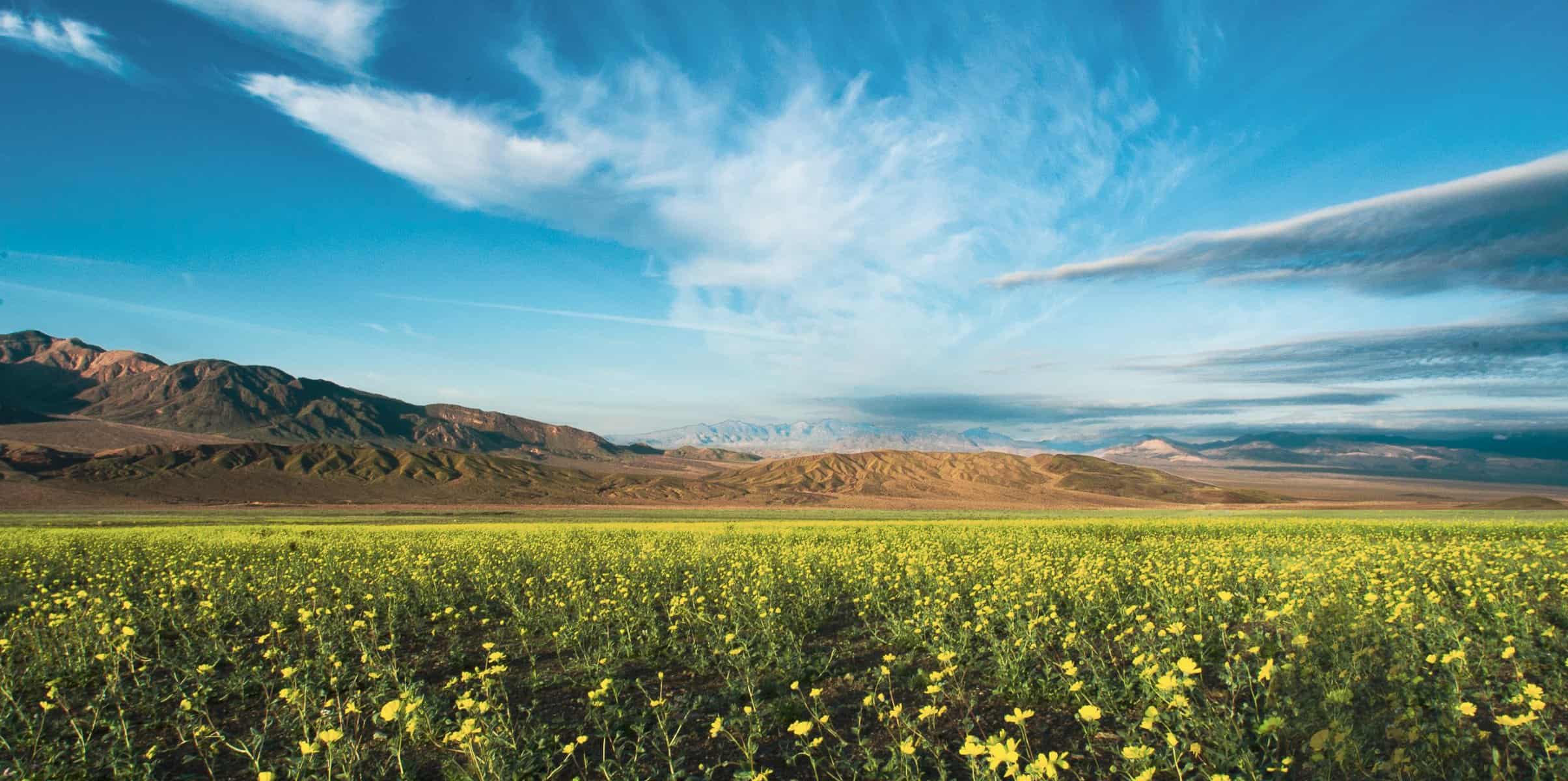 Spring in Death Valley-4054