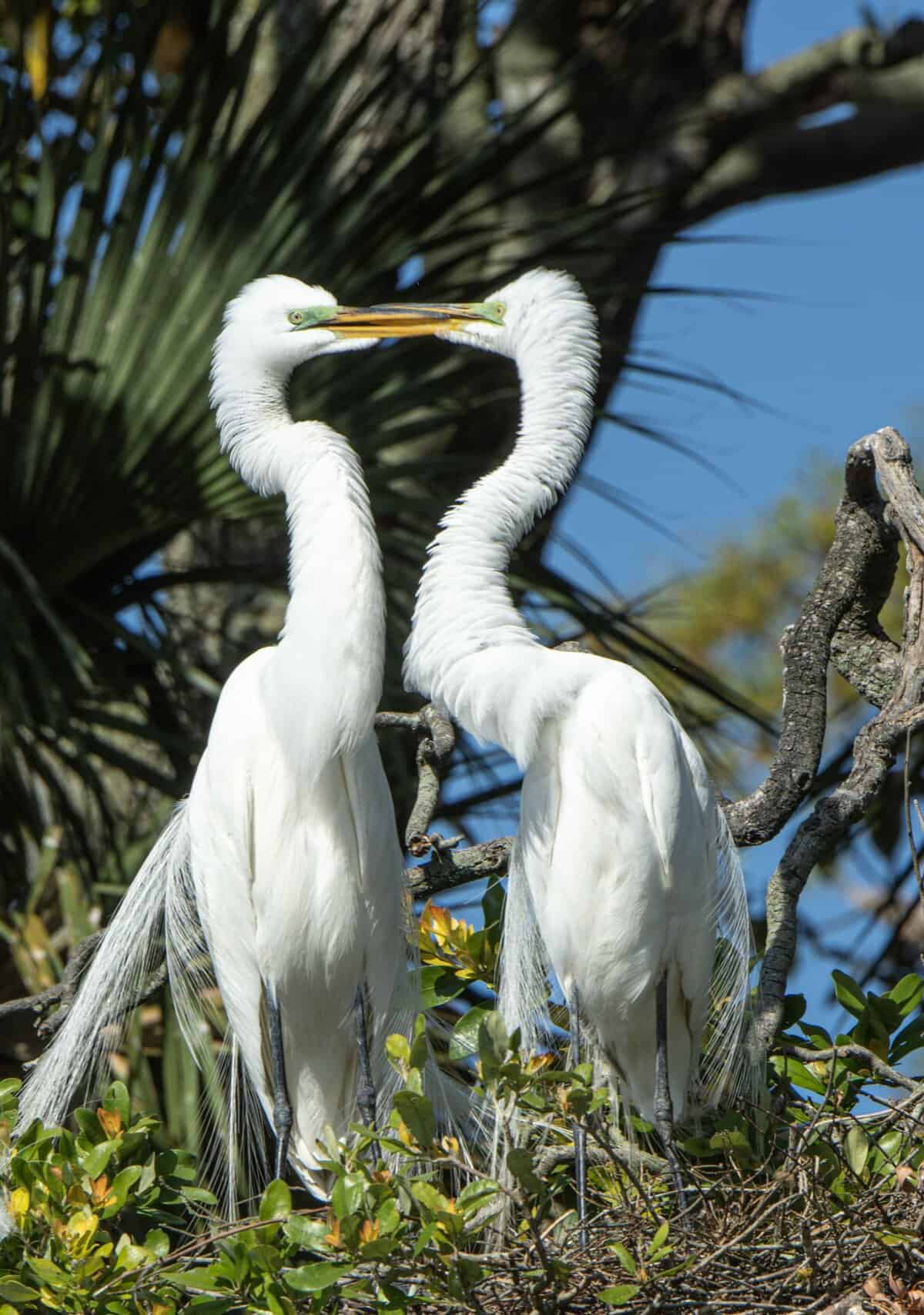 Egrets