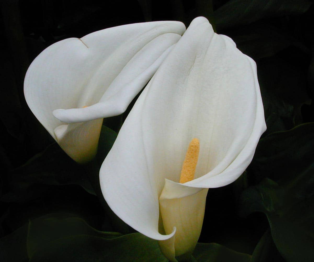 Calla Lily for JCC April 2023 Education