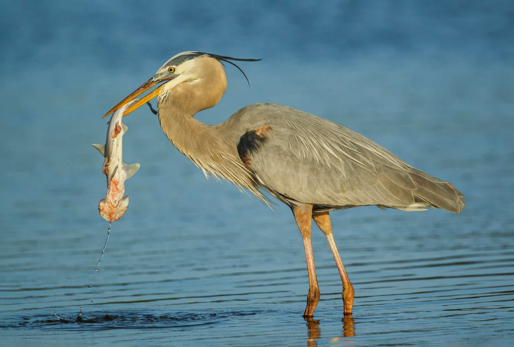 Heron with Shark