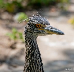 Yellow-crowned Night-Heron