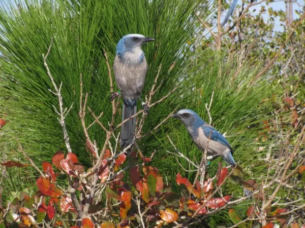 merritt_island_florida_scrub_jay_pair_banded.JPG