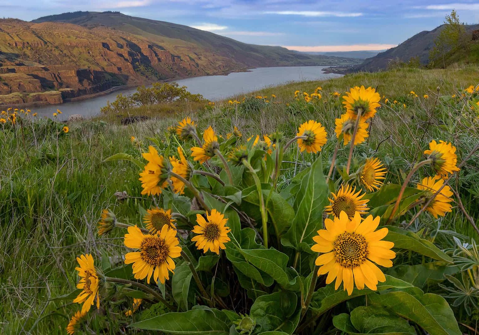 3.8.19_CeliaCarson_Wildflowers of Columbia River