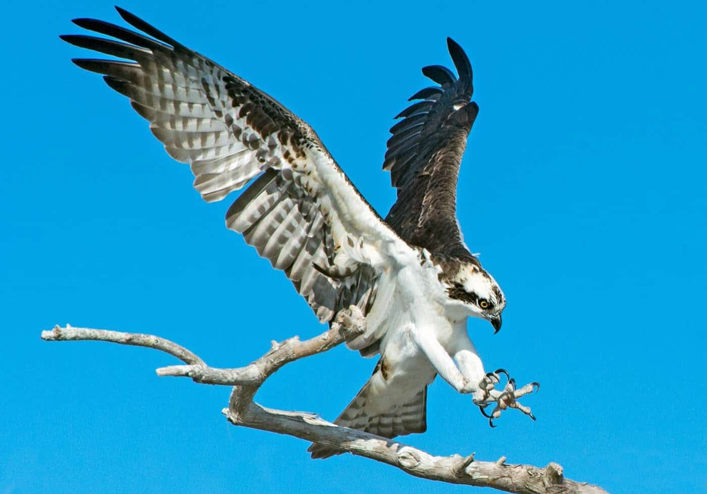 An Eight Point Landing - Viera Blue Cypress-Feb 2015- Jack Stephens (1)