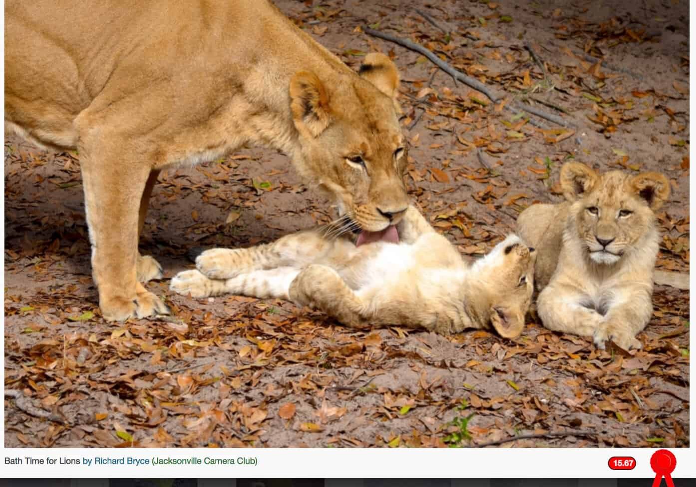 Bath time for Lions - Richard Bryce - Advanced Color