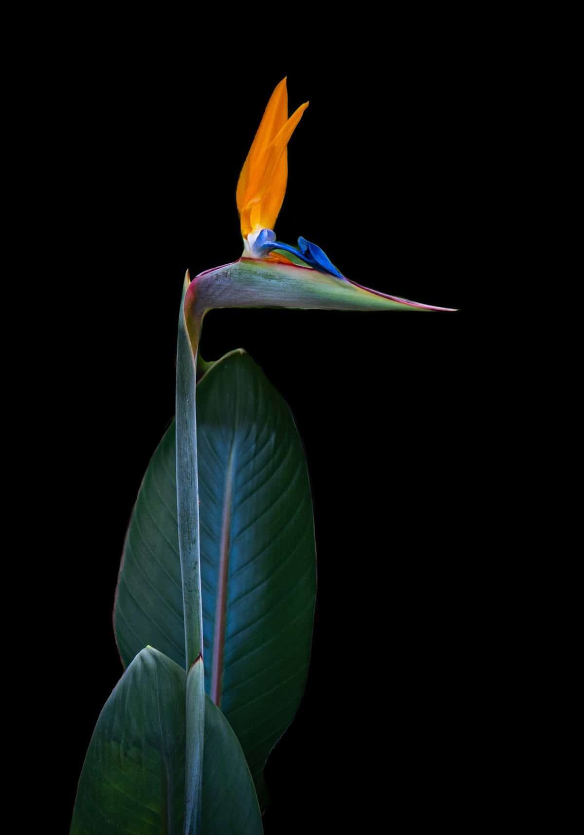 Bird of Paradise - Julius Dean