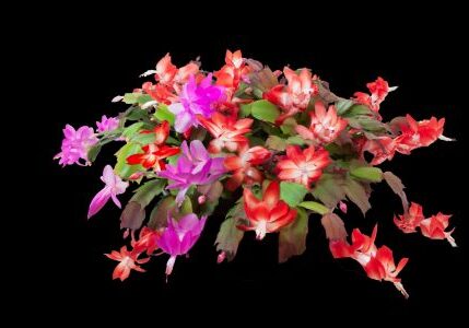 Bloomin' Christmas Cactus by Tanya Metaksa