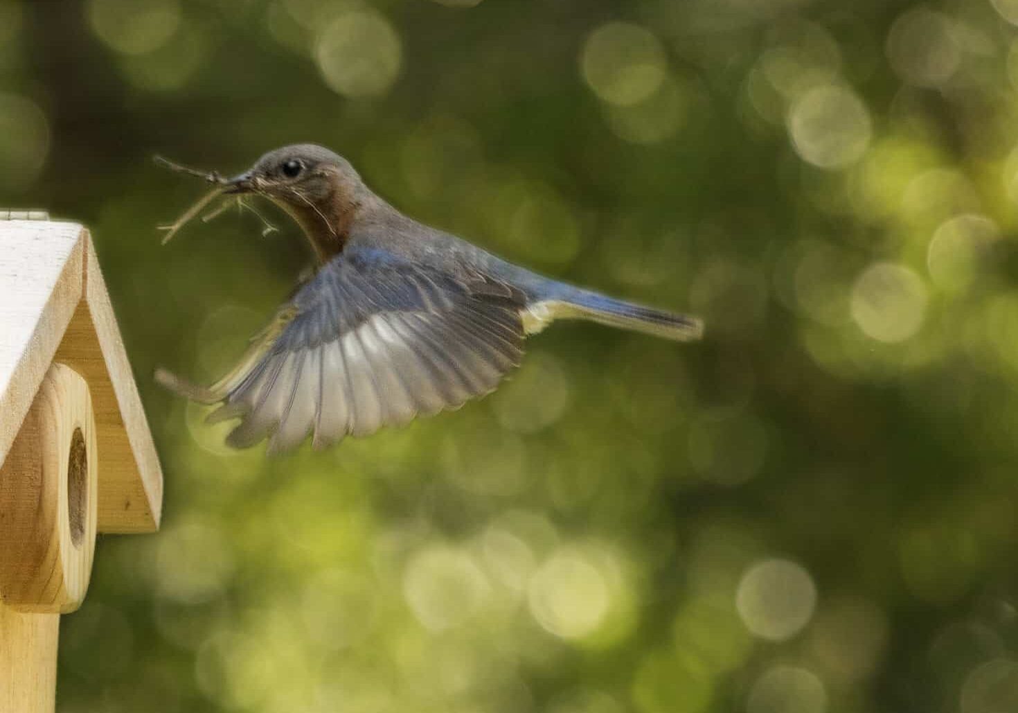 Blue Bird Bokeh, by Charise Tanner