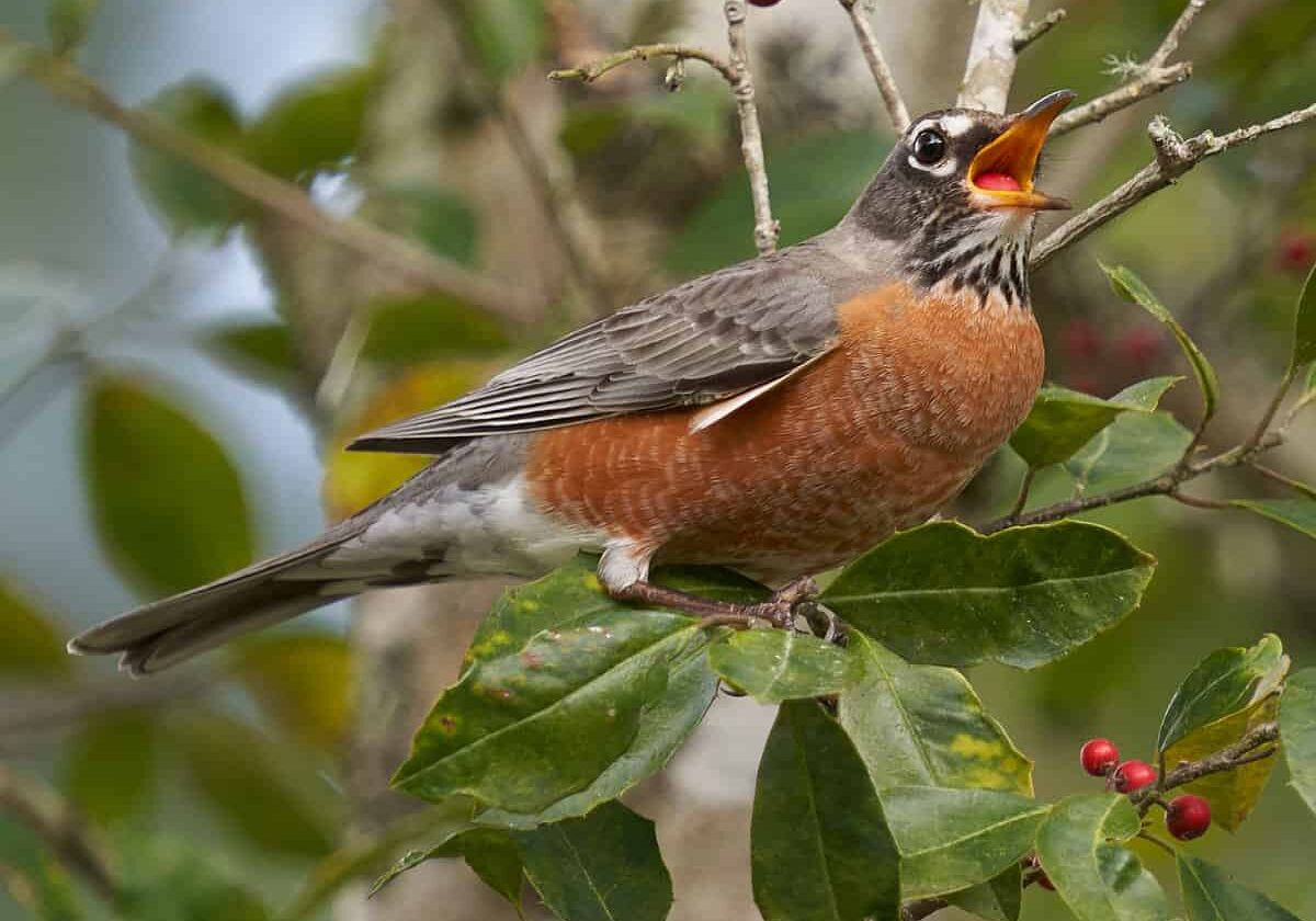 Caught Sneaking a Berry, by Tim Davis