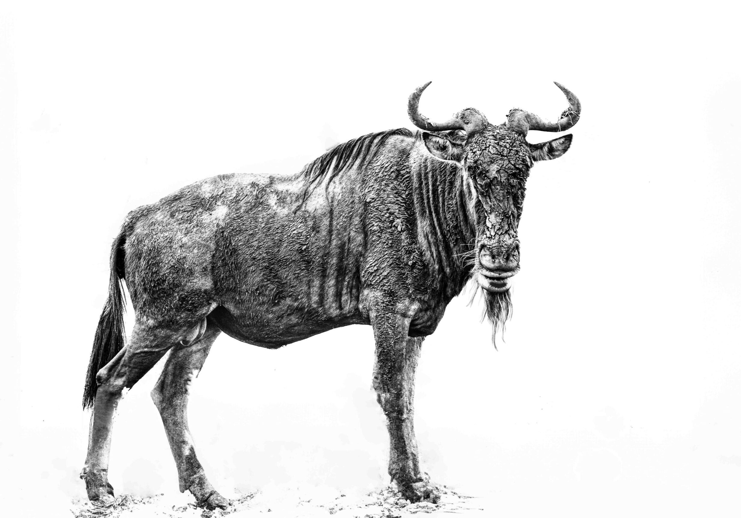 Common Wildebeest - Julius Dean