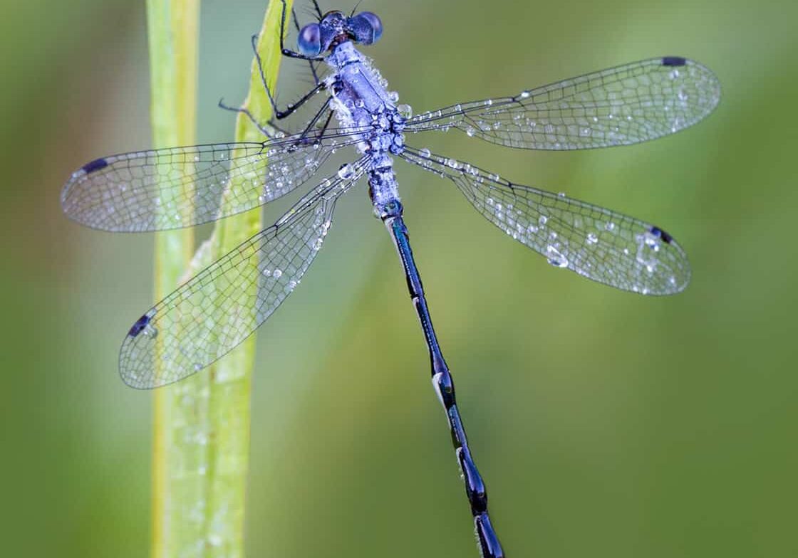 Dewy the Dragonfly