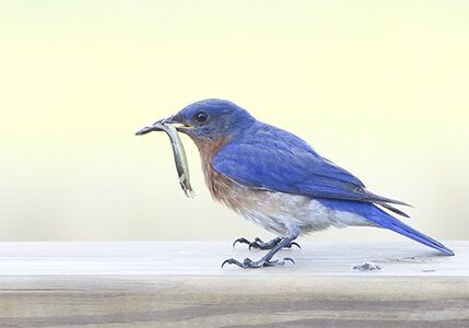 eastern-bluebird-450-300