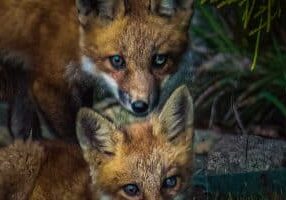 Fox Kits