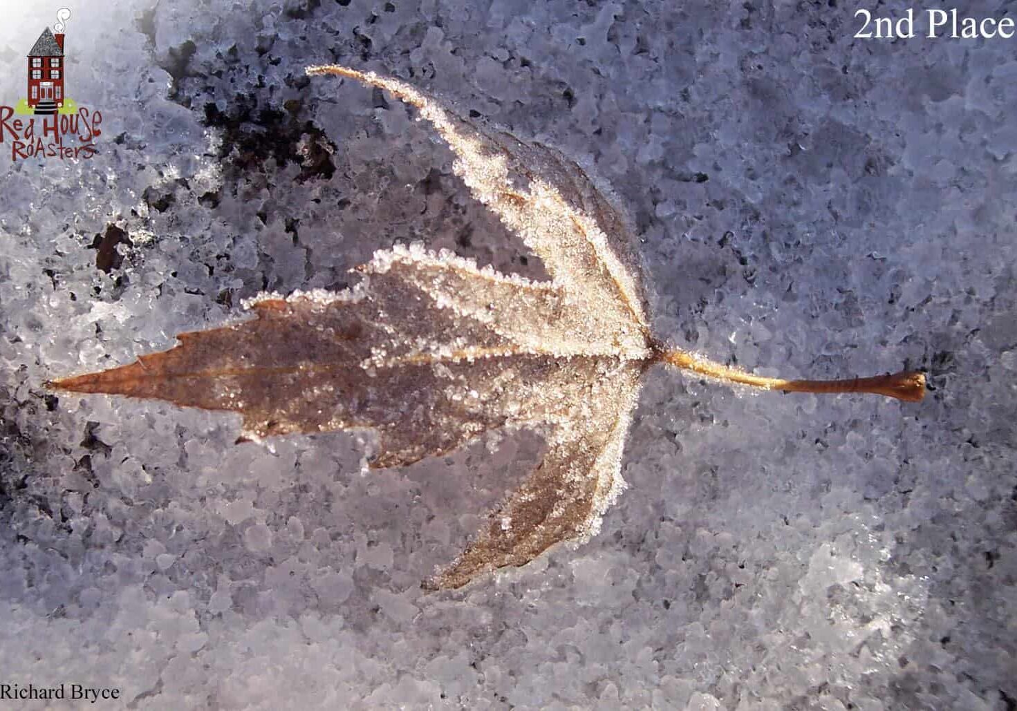 Frozen Leaf by Richard Bryce