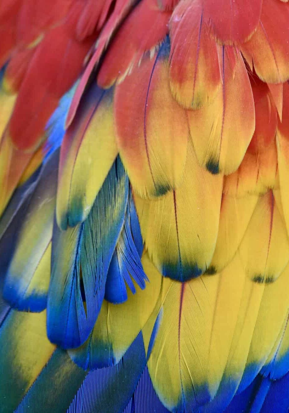 G13 - Colorful Closeup Feathers - Richard Bryce