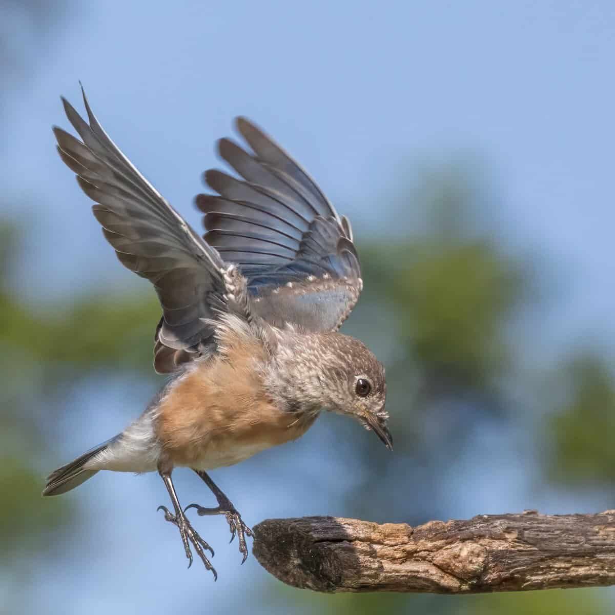 G16-Taking Off - LLOYD GRANAT (1)