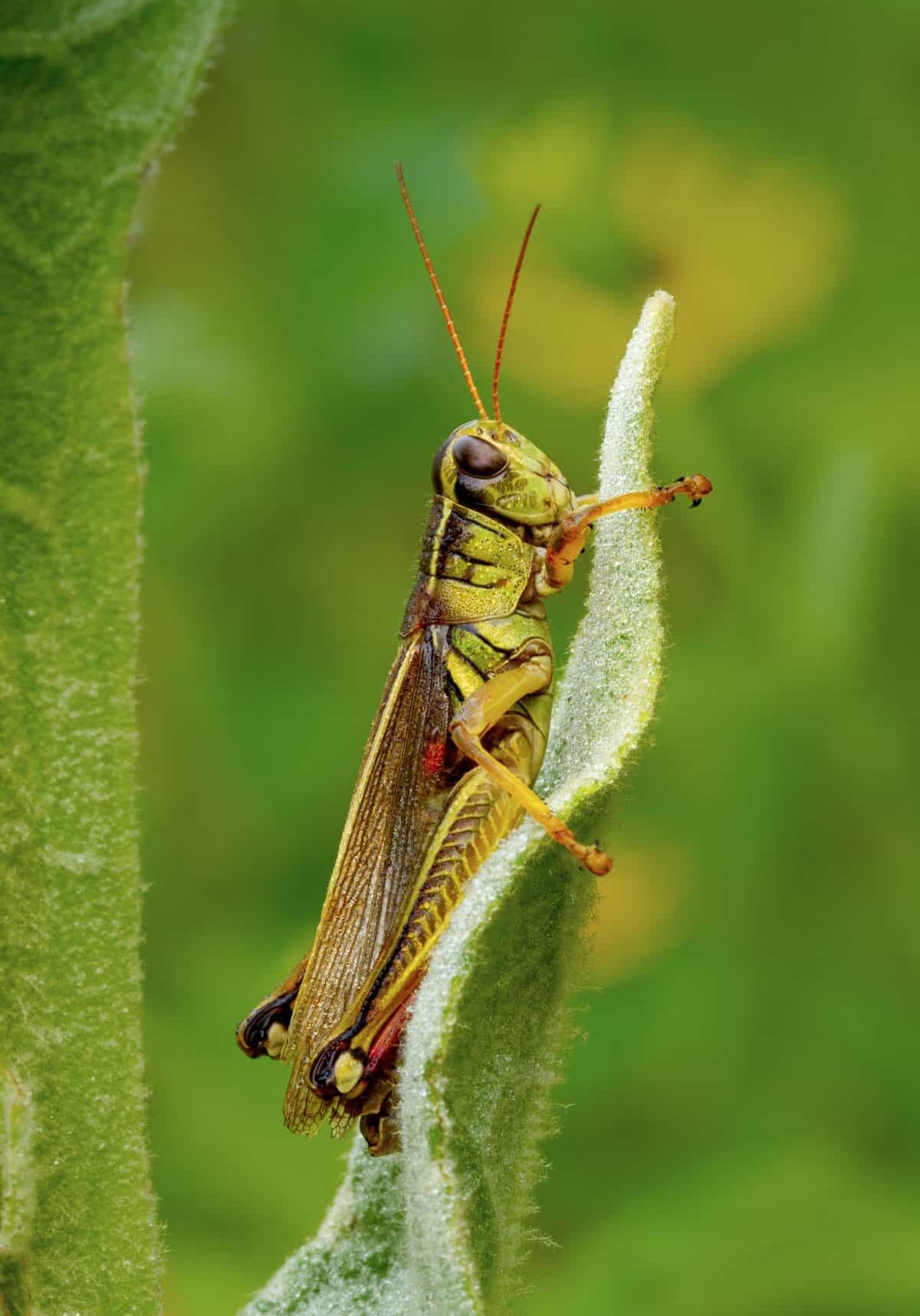 Grasshopper perch - Celia Carson