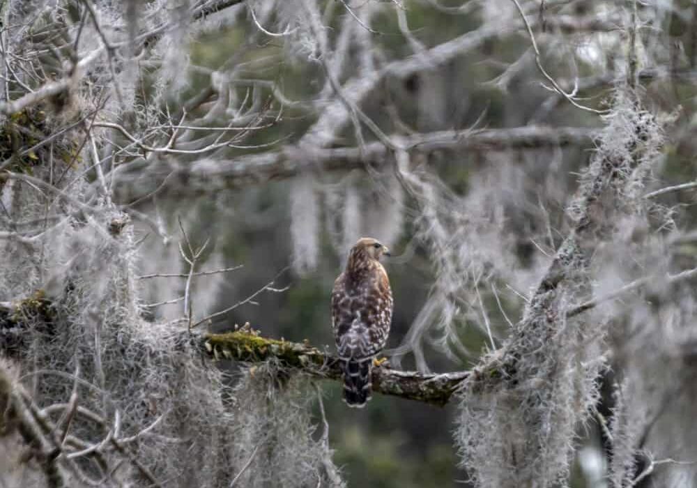 Hawk - LLOYD GRANAT