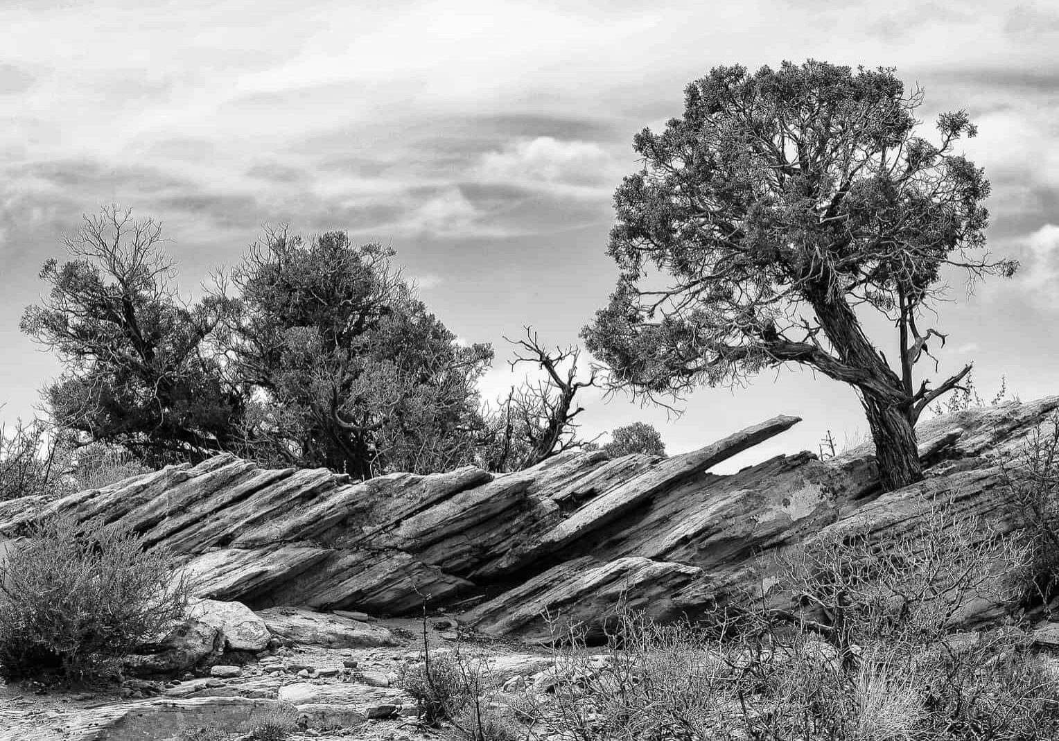 Growing in the Rock