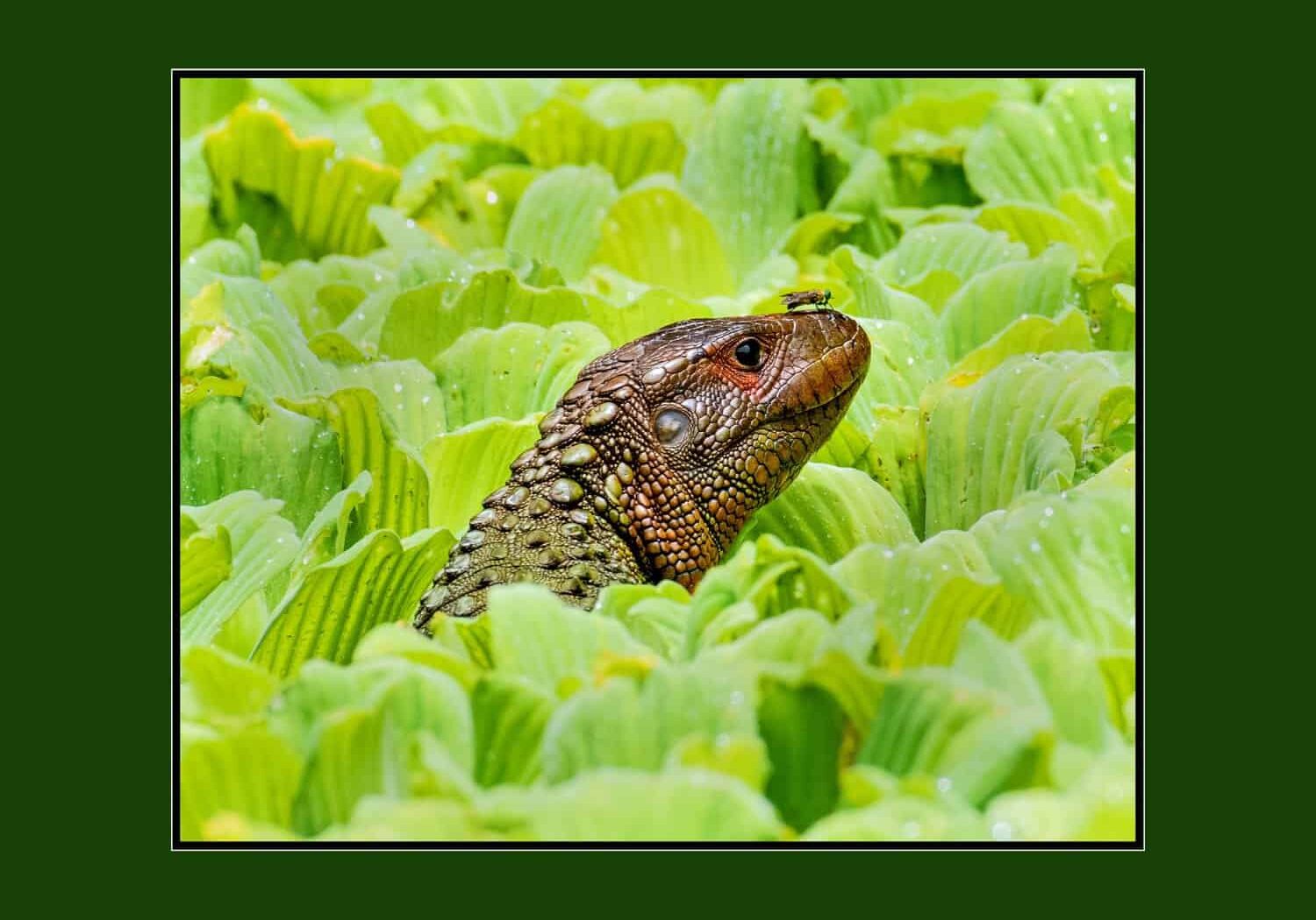 N15 - Perilous Lizard Landing - Dan Robusto