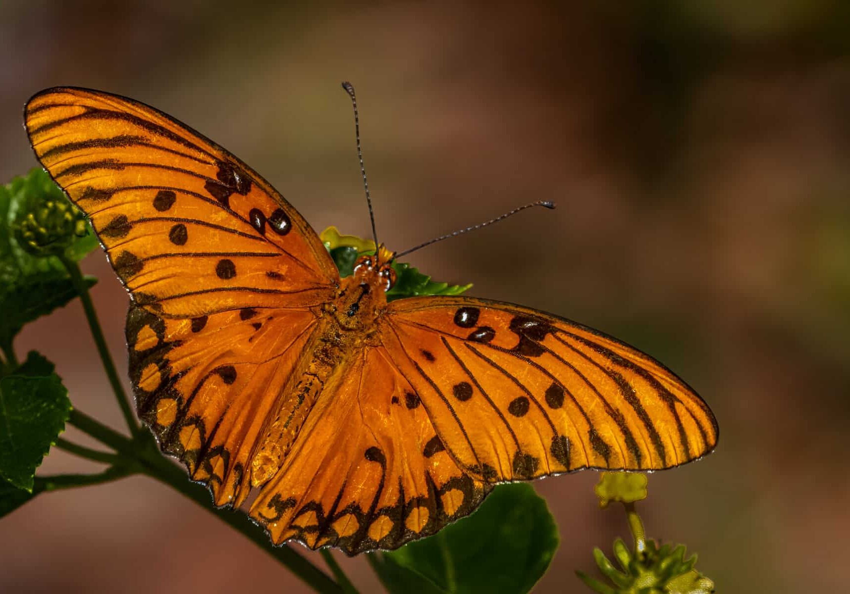 N15-Wide Open Wings- LLOYD GRANAT