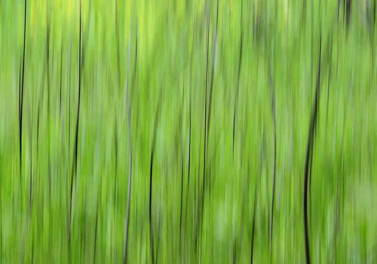 Natures shades of Green, by Anita Fanic