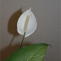 Peace Lily