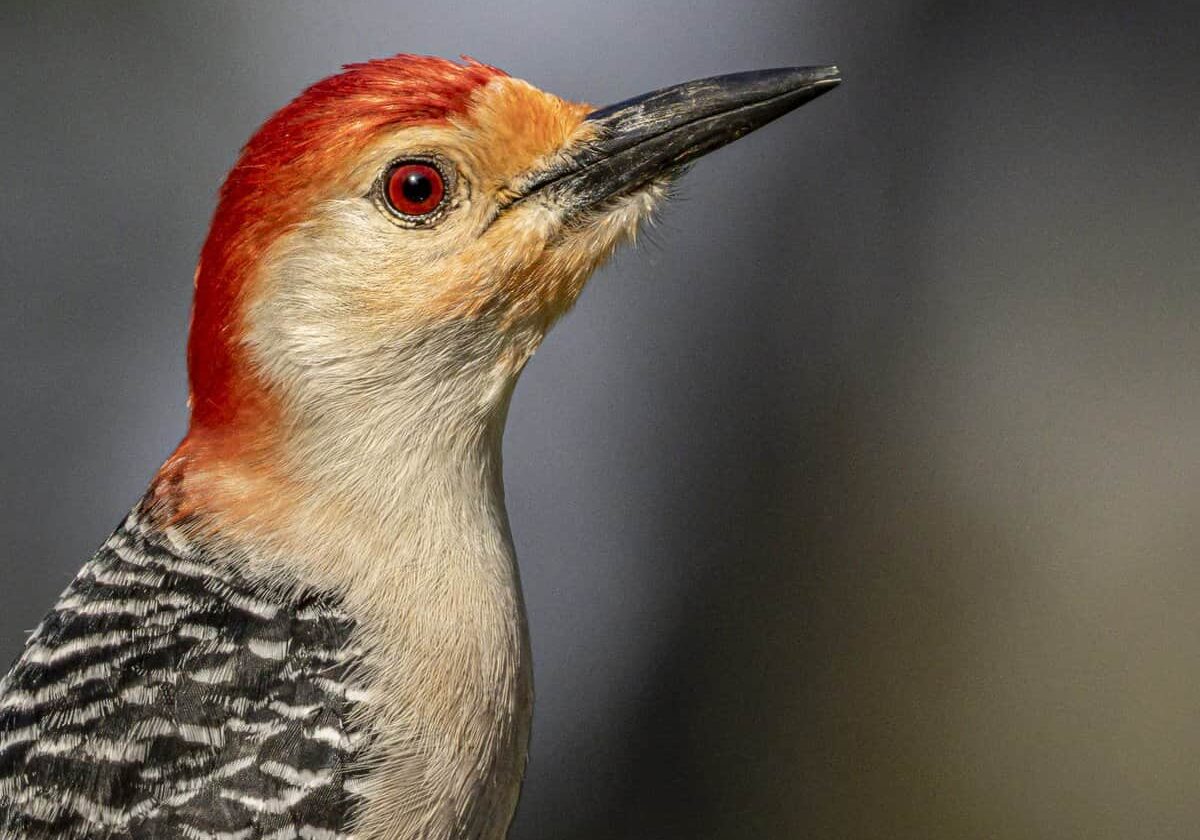 Red Bellied Woodpecker, by Lloyd Granat