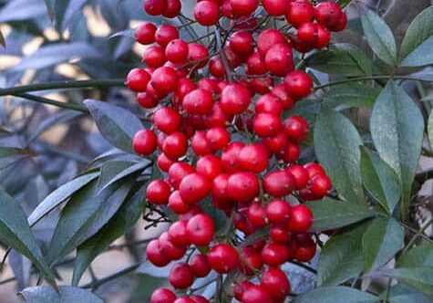 Red Berries, by Mary Hoskins