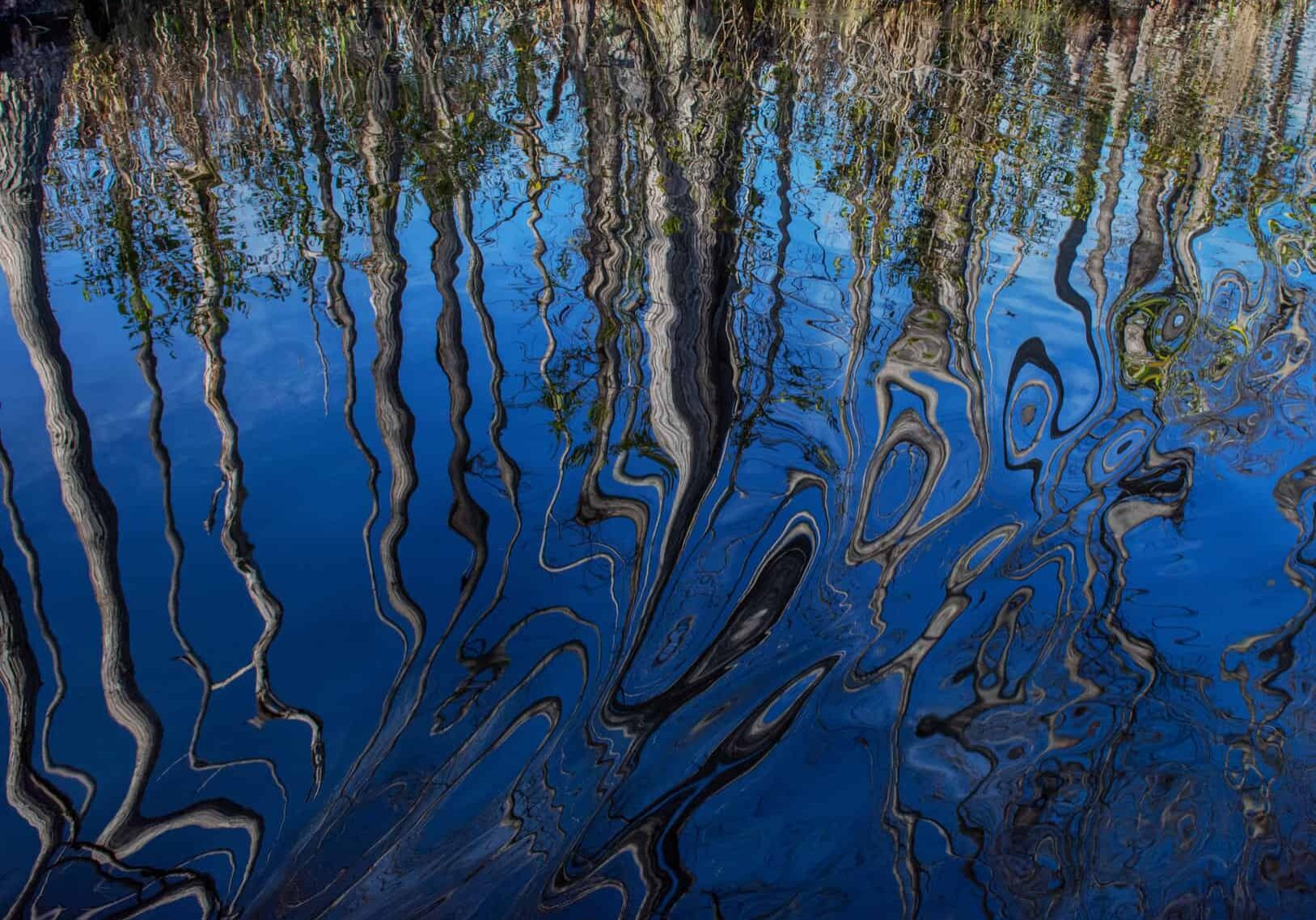 Reflections of Okefenokee - Anita Fanic