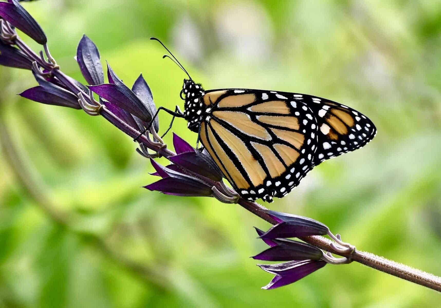 Resting Monarch, by Richard Bryce