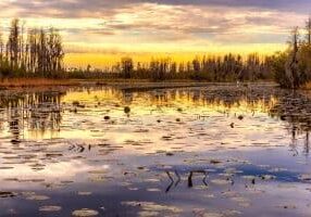 Sunrise on Okeefenokee, by Patricia Stout