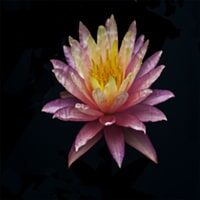 Water_Lily