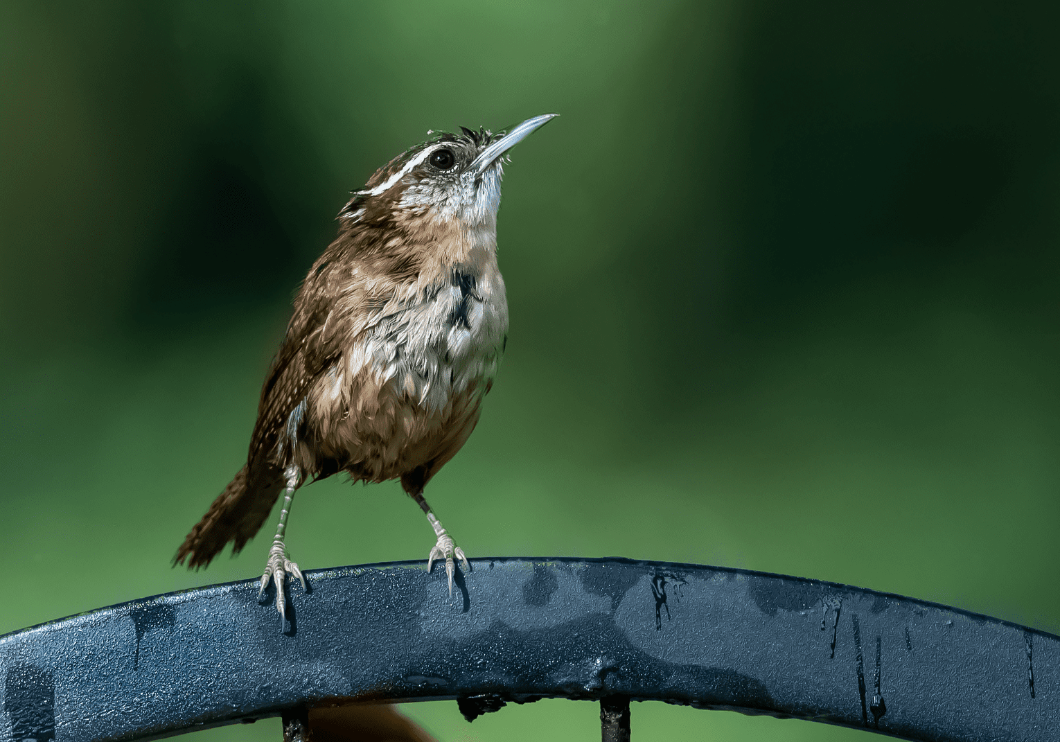 Wet Wren, by Paula Griffin